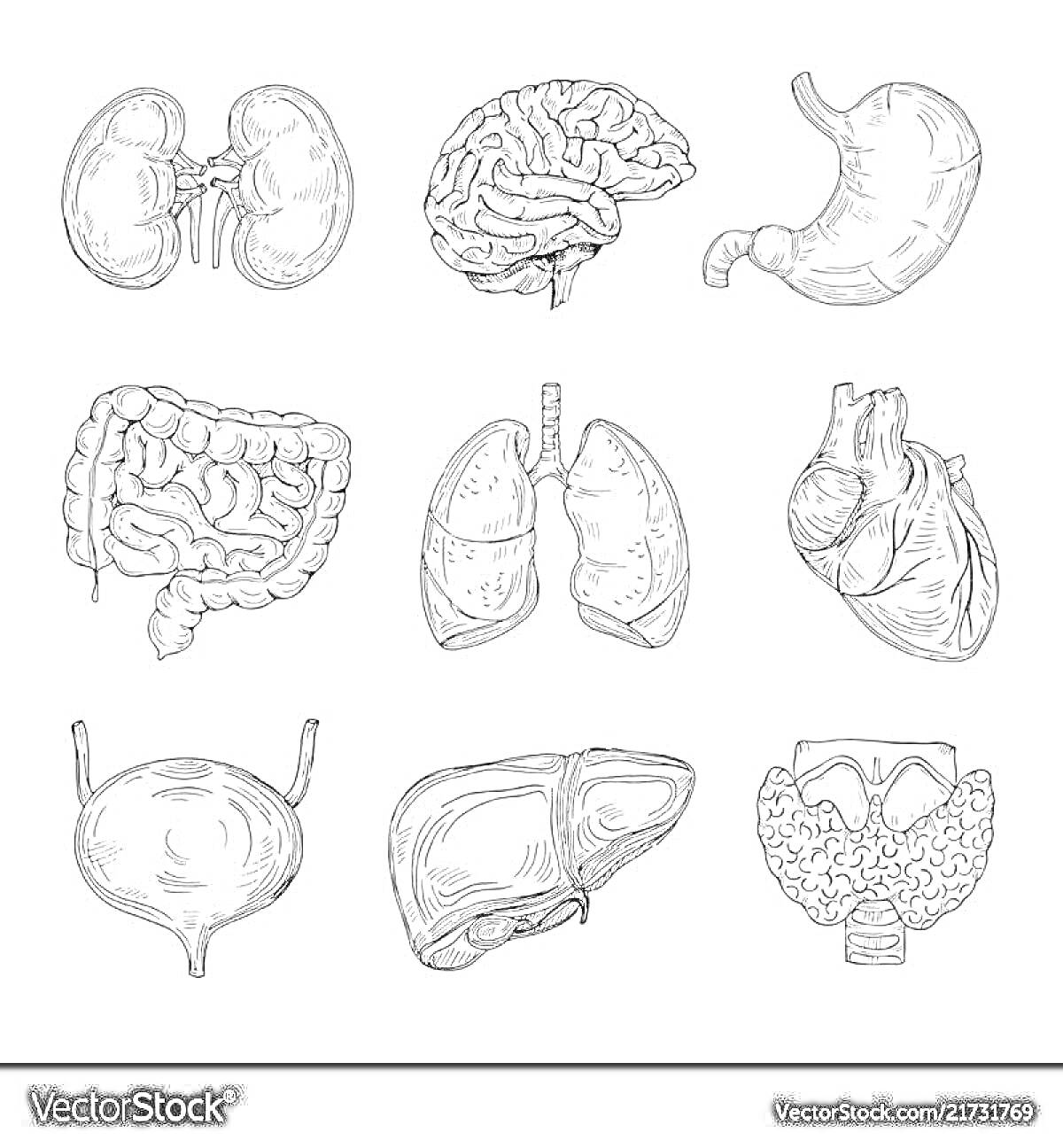 Раскраска Органы тела человека - почки, мозг, желудок, кишечник, лёгкие, сердце, мочевой пузырь, печень, щитовидная железа