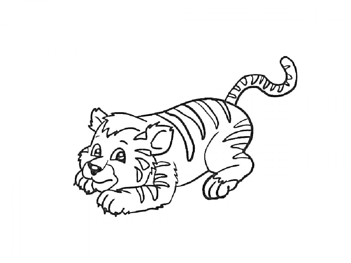Раскраска Тигрёнок, лежащий на животе с поднятым хвостом и полосатыми лапами