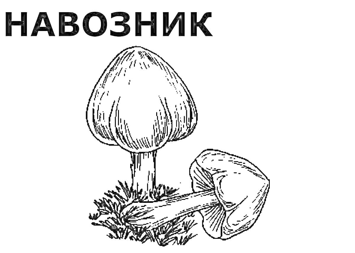 На раскраске изображено: Ядовитые грибы, Два гриба, Трава, Грибы, Ботаника, Природа