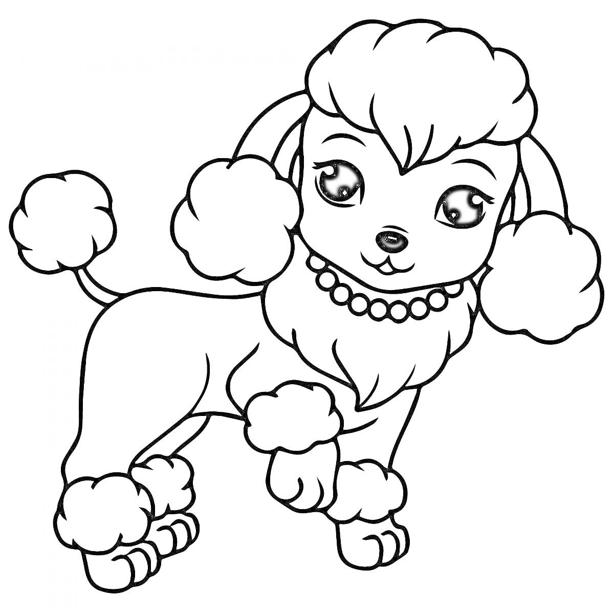 На раскраске изображено: Пудель, Собака, Пушистые уши, Хвост, Ожерелье, Уши