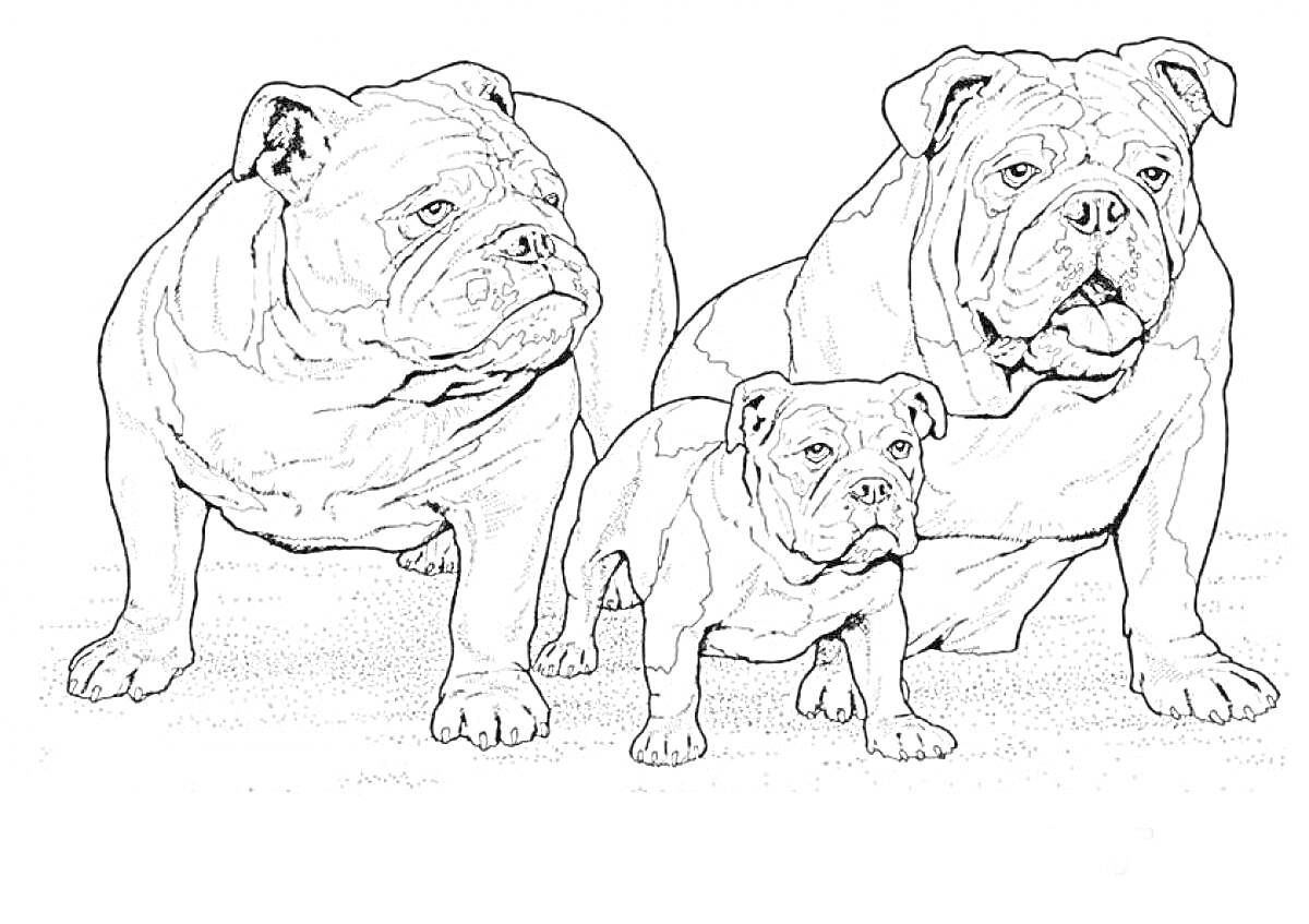 Раскраска Три бульдога на фоне (взрослые и щенок)