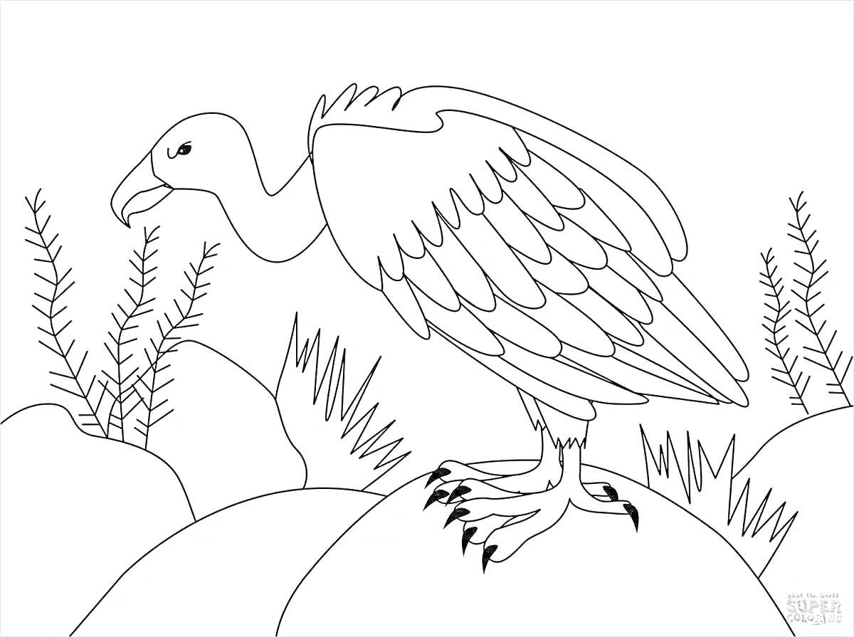 На раскраске изображено: Гриф, Птица, Камни, Растительность, Природа, Крылья, Когти