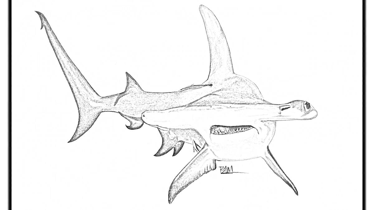 Раскраска Раскраска: акула молот в профиль на белом фоне