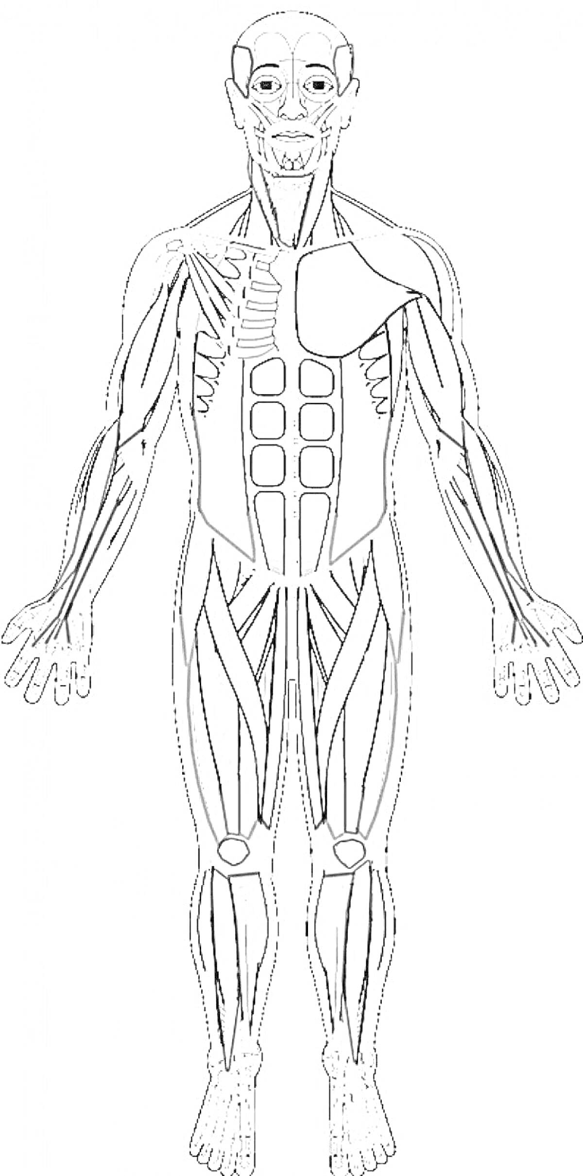 Раскраска Анатомическая схема передней поверхности мышц человека