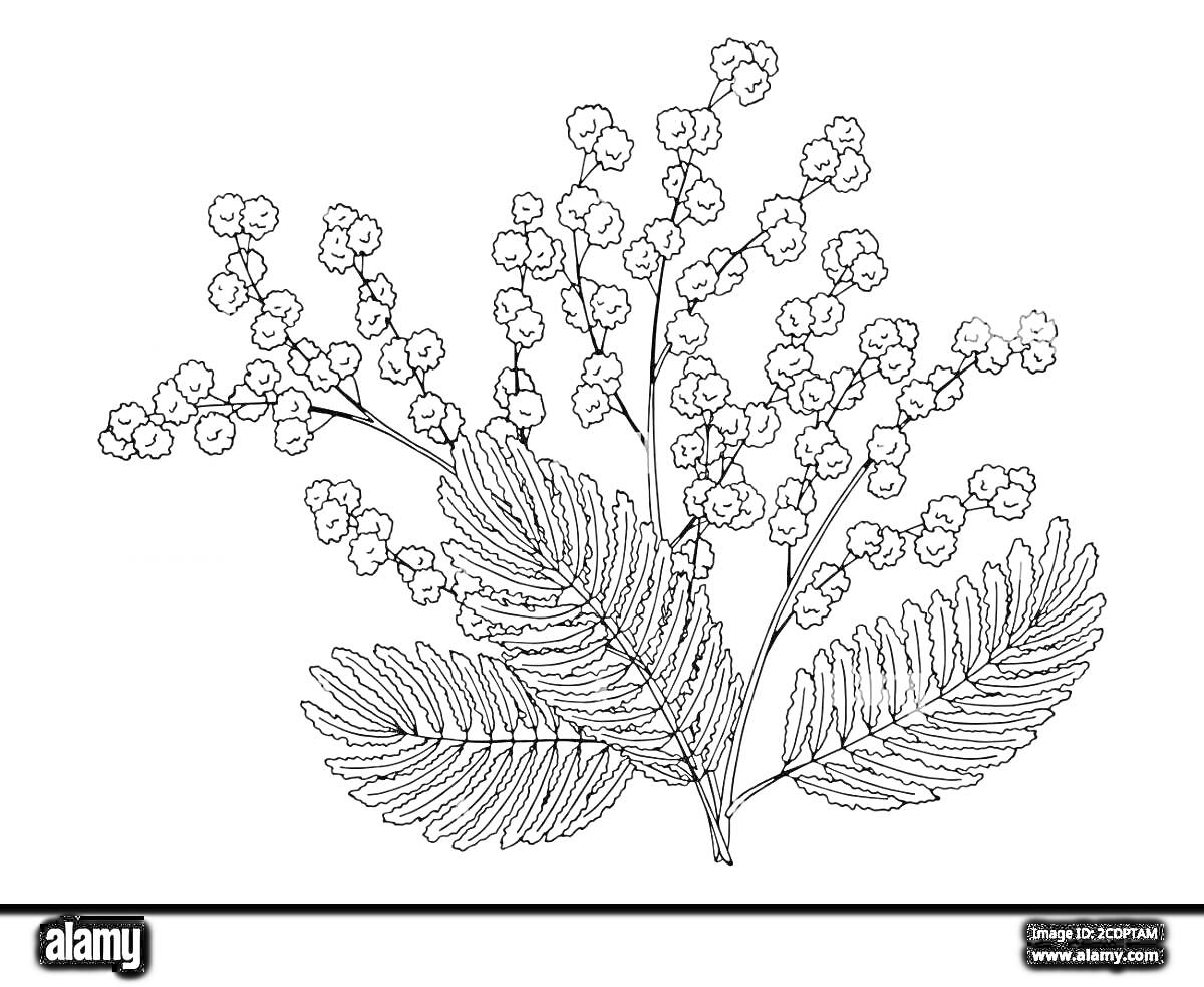 Раскраска Ветви мимозы с распустившимися цветами и листвой
