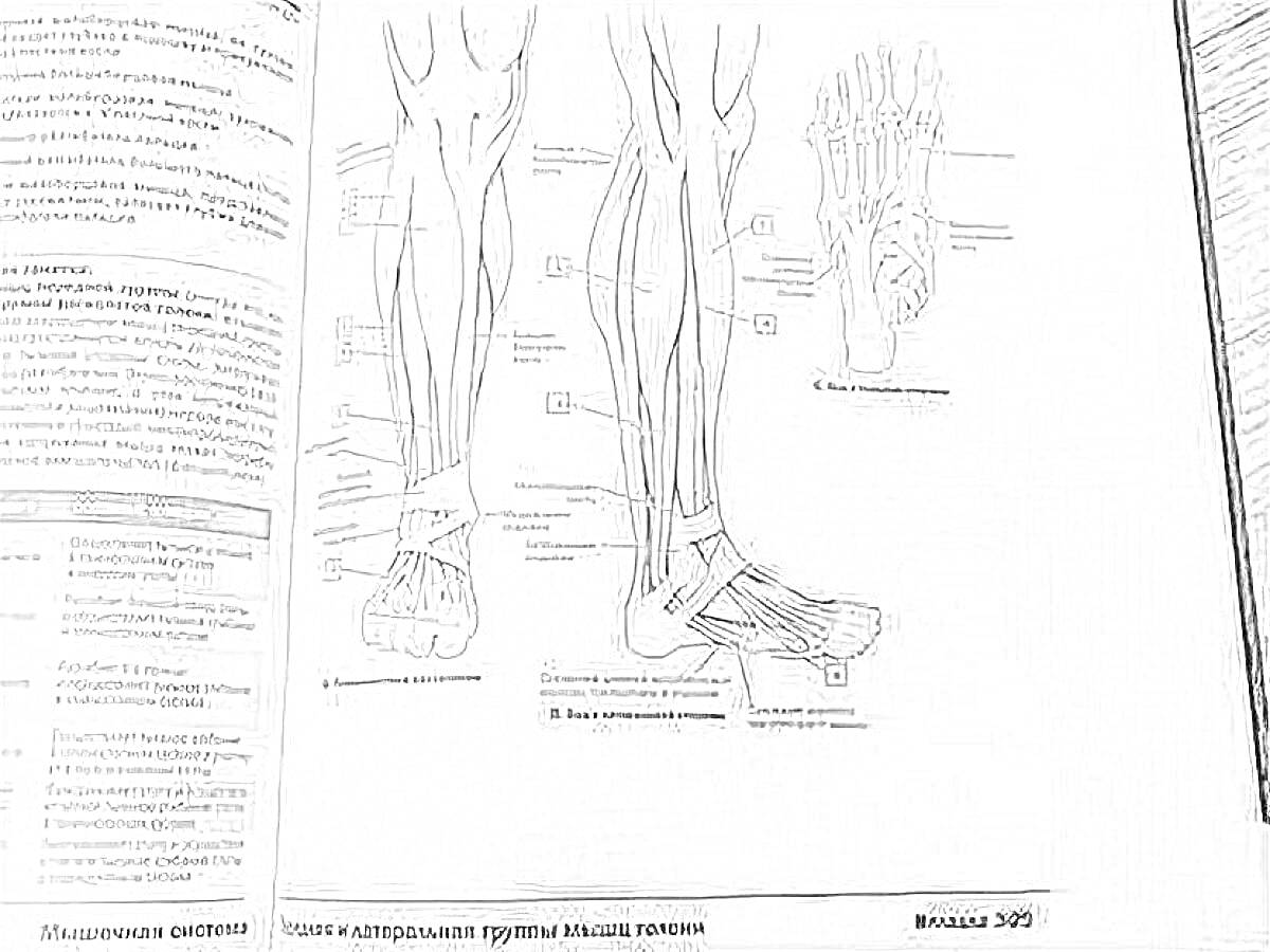 На раскраске изображено: Анатомия, Стопа, Анатомический атлас, Учебное пособие
