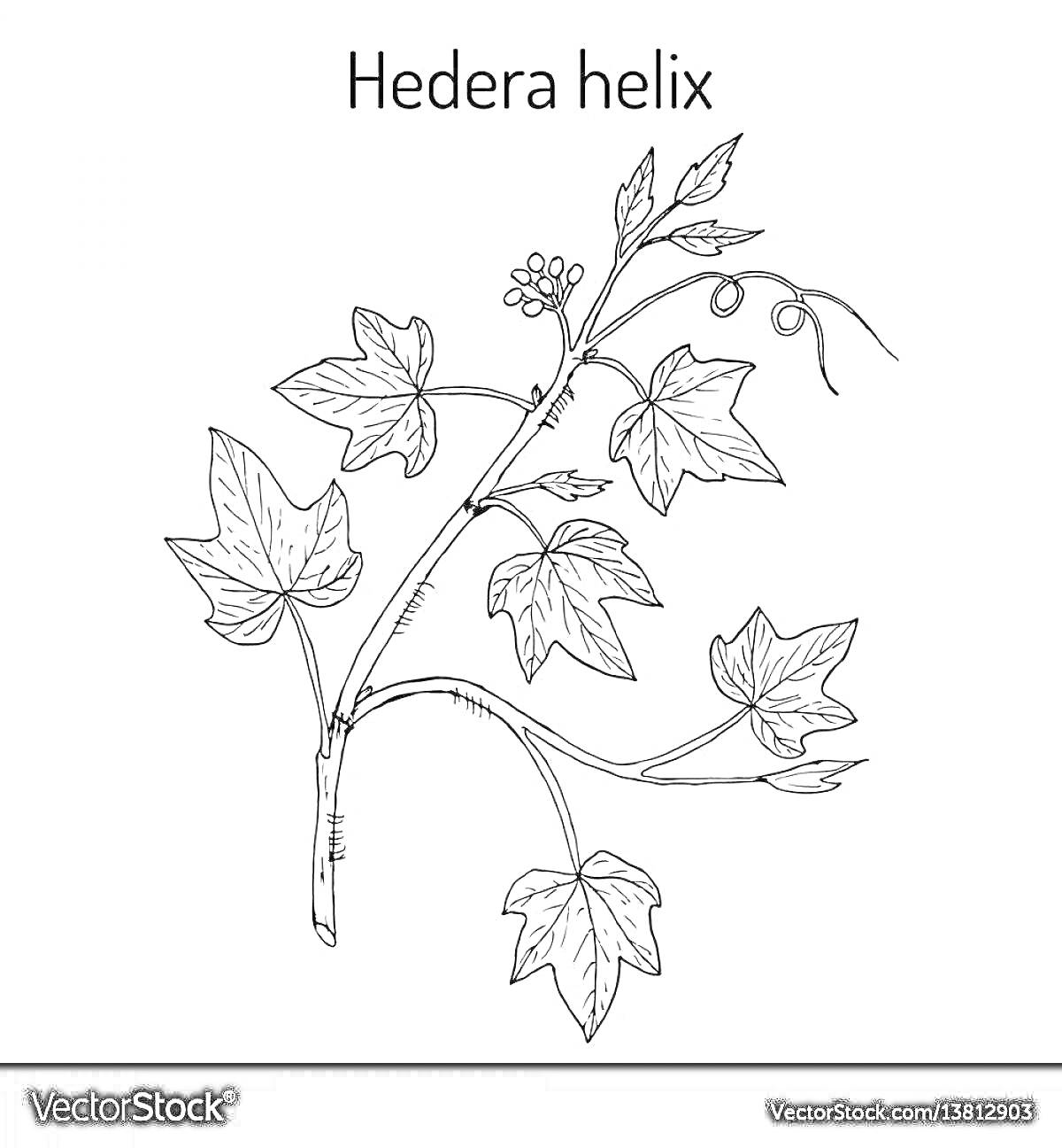 Раскраска Листья и стебли плюща (Hedera helix) с цветами и ягодами