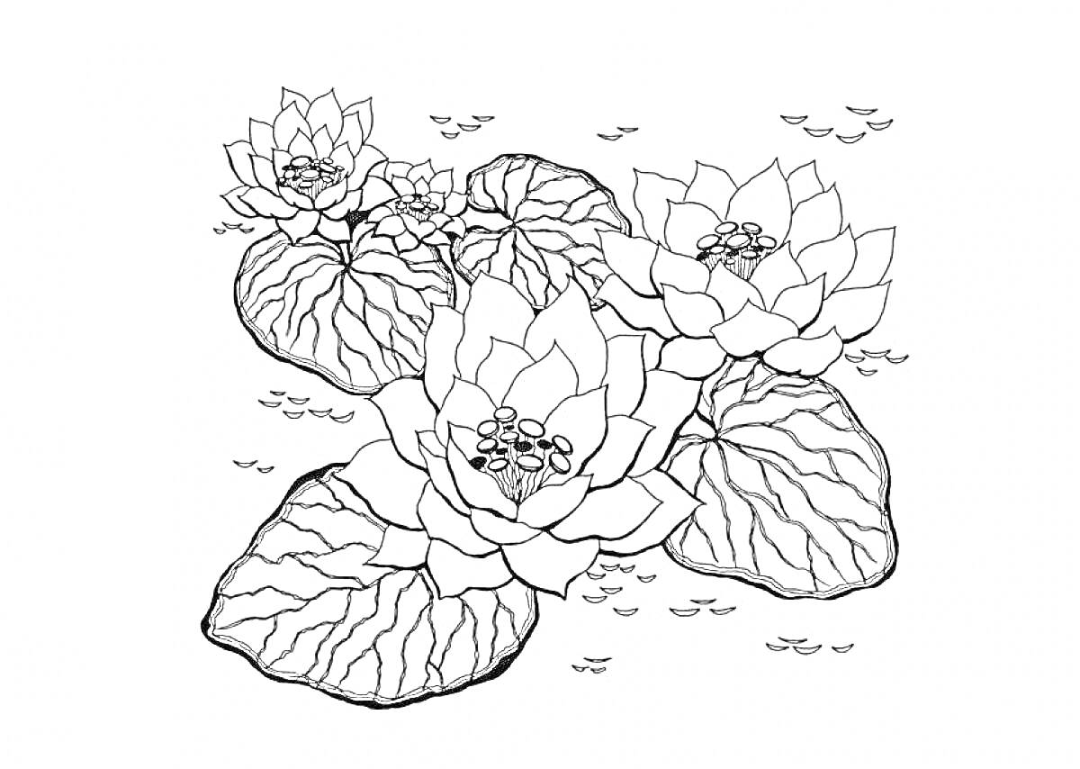На раскраске изображено: Лилии, Водные растения, Природа, Цветы, Листья
