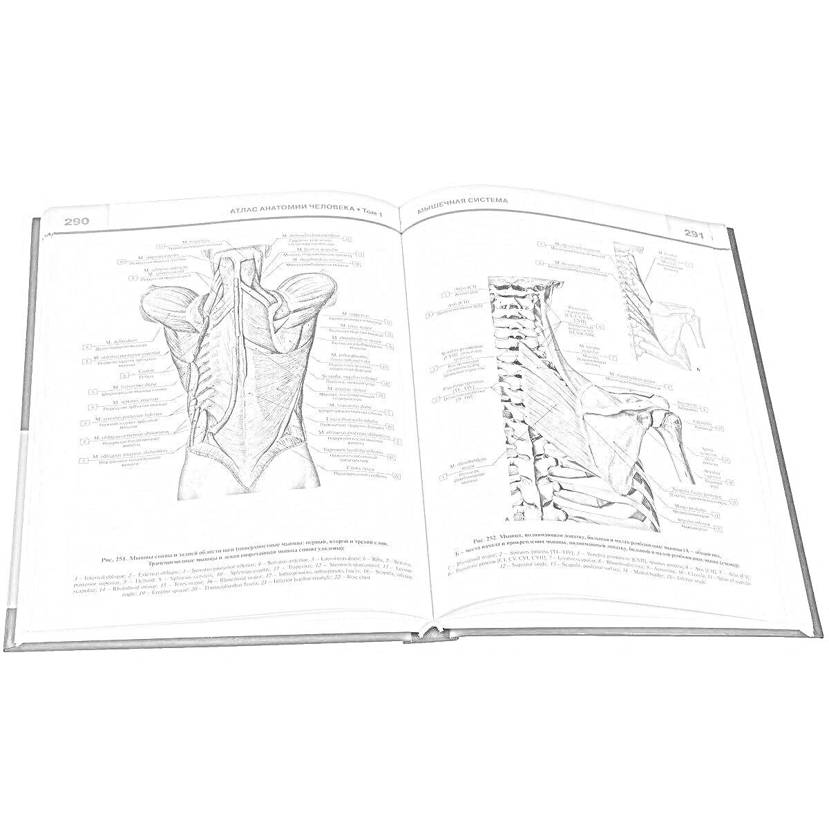 Анатомический атлас с изображениями мышц спины и позвоночника человека, подписи и обозначения