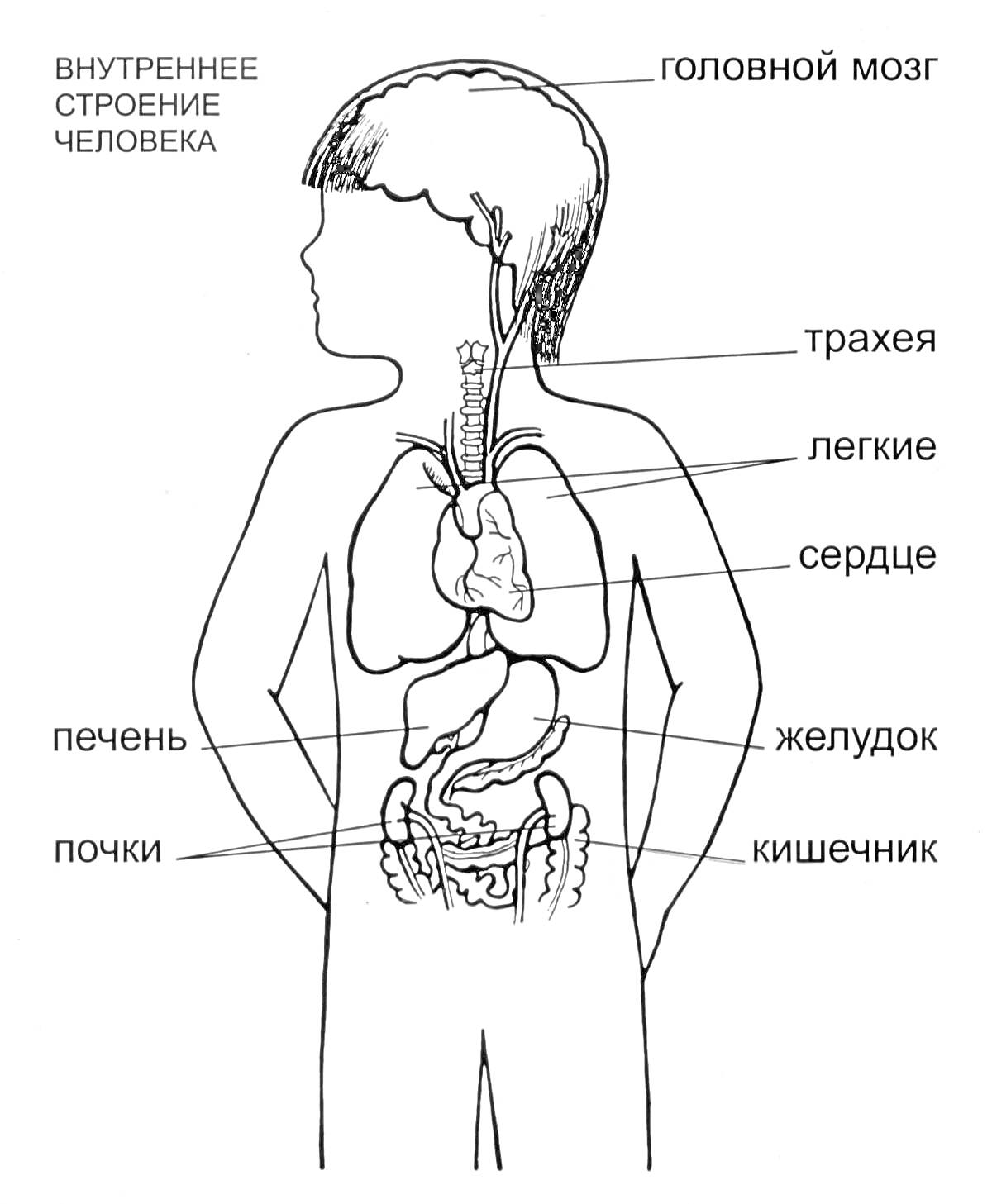 Внутреннее строение человека с обозначением органов (головной мозг, трахея, легкие, сердце, печень, почки, желудок, кишечник)