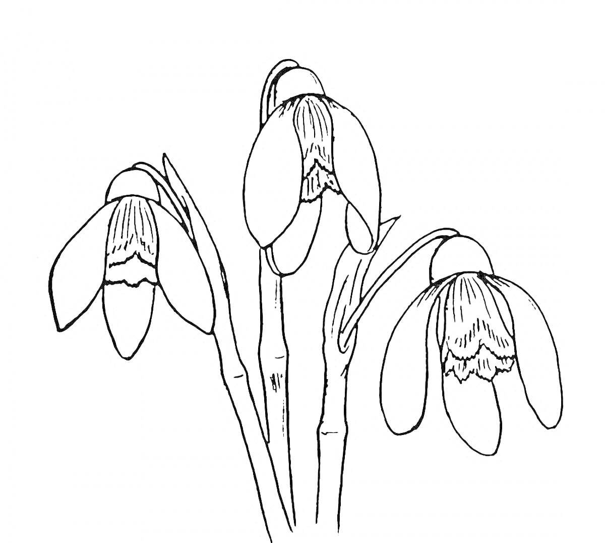 На раскраске изображено: Три цветка, Весна, Растения, Контурное изображение, Цветы, Подснежники