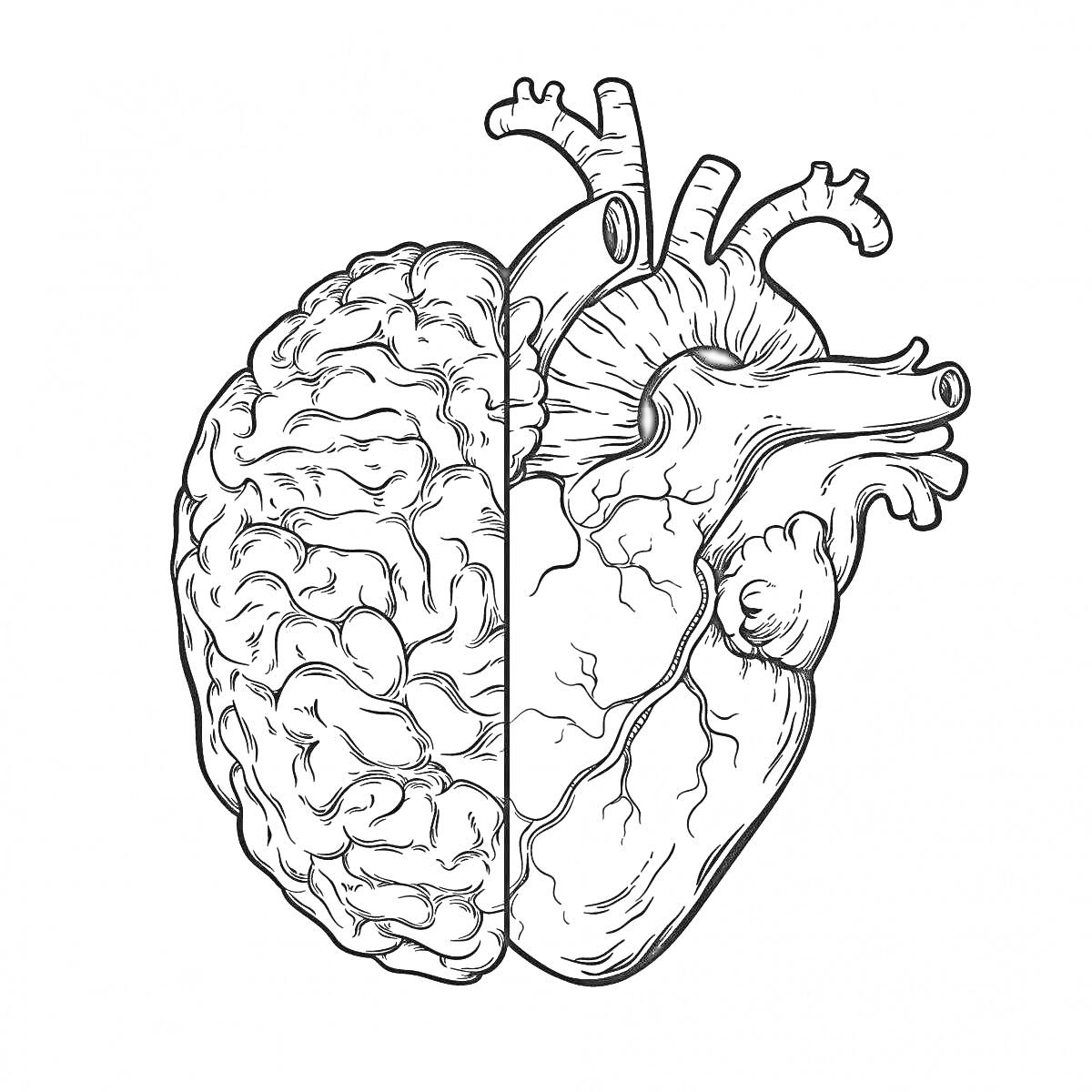 Раскраска Половина головного мозга и половина сердца с сосудистой системой