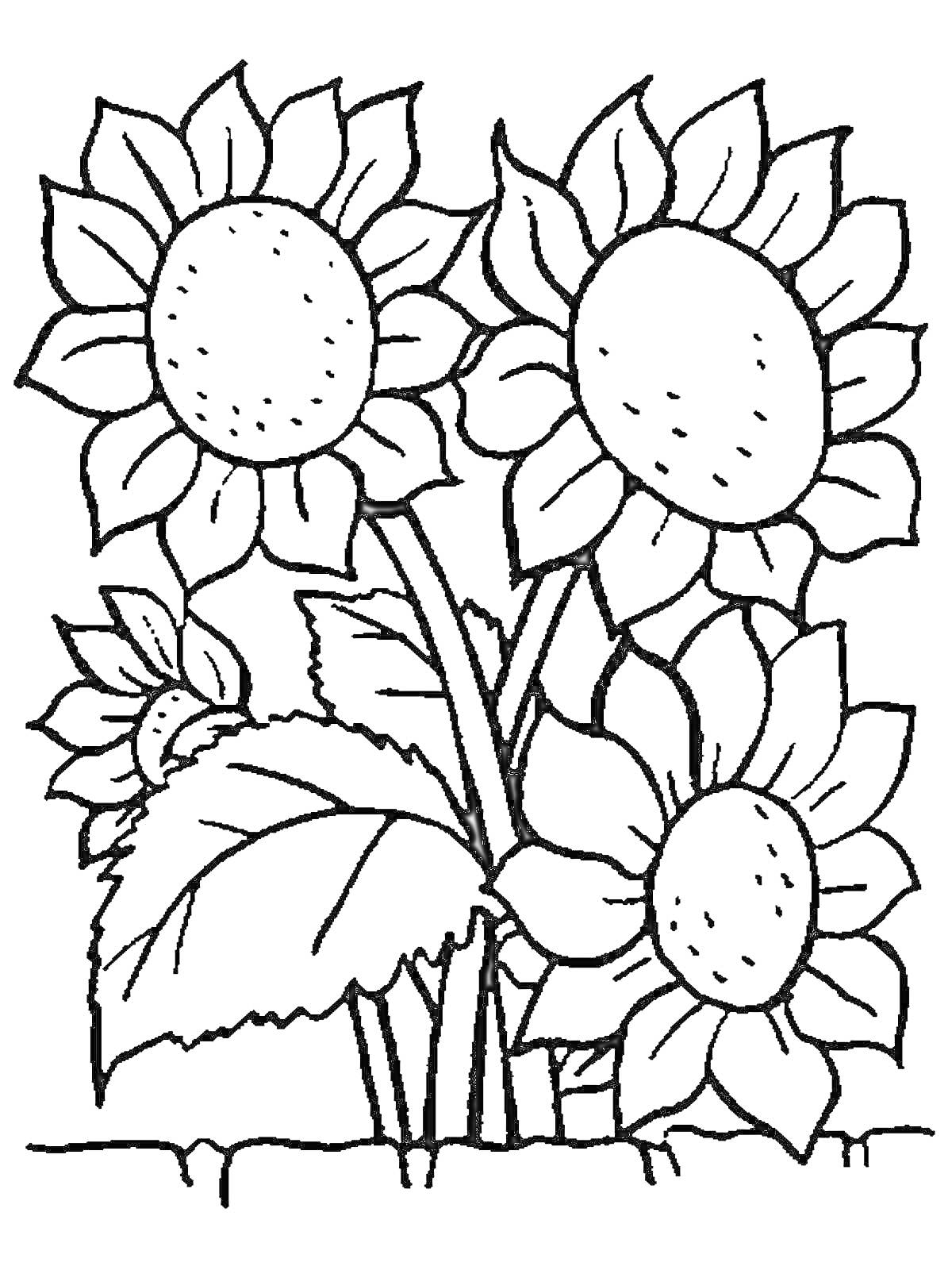 На раскраске изображено: Цветы, Подсолнухи, Для детей, 6 лет, 7 лет, Природа, Листья, Ботаника