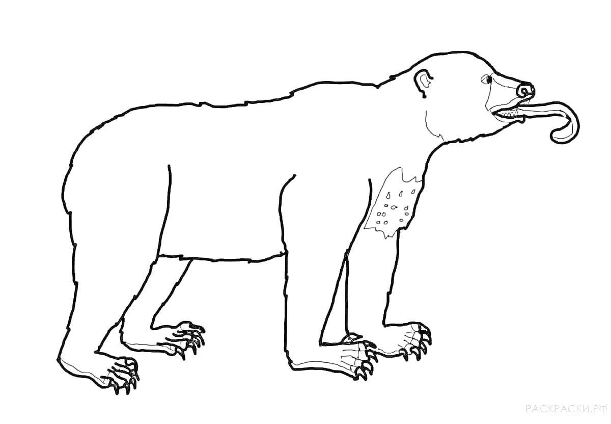 Раскраска Гималайский медведь с высунутым языком на белом фоне