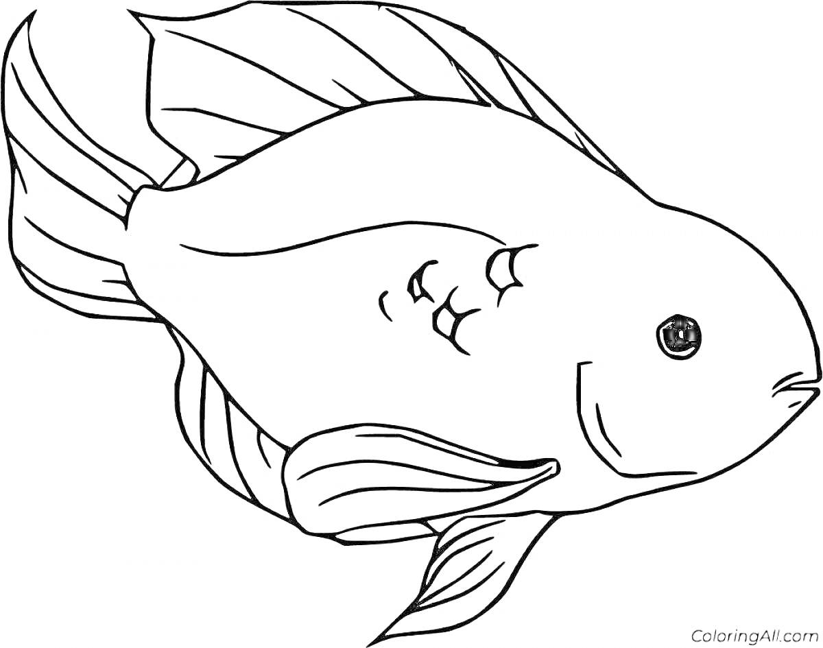 Раскраска Большая аквариумная рыбка с плавниками и хвостом