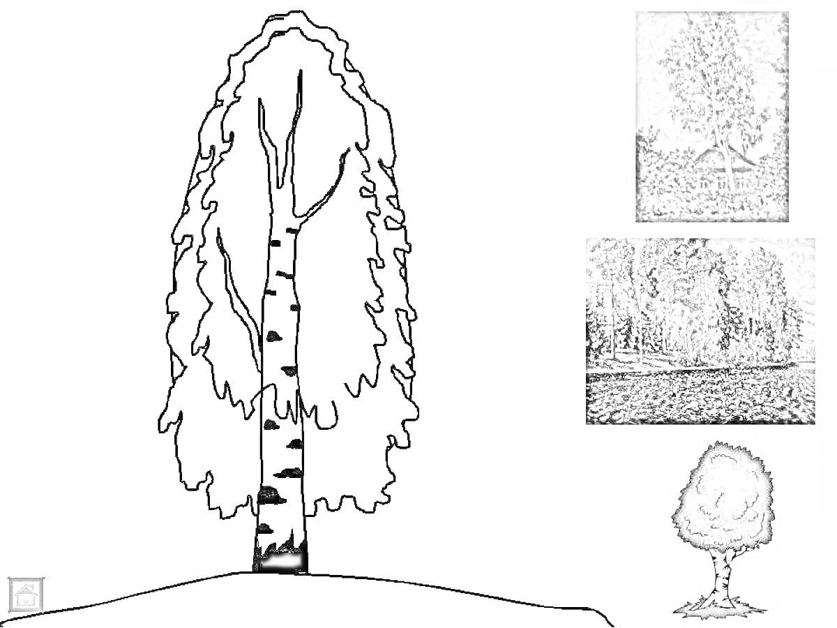 Раскраска Береза на холме с изображениями природы и других деревьев