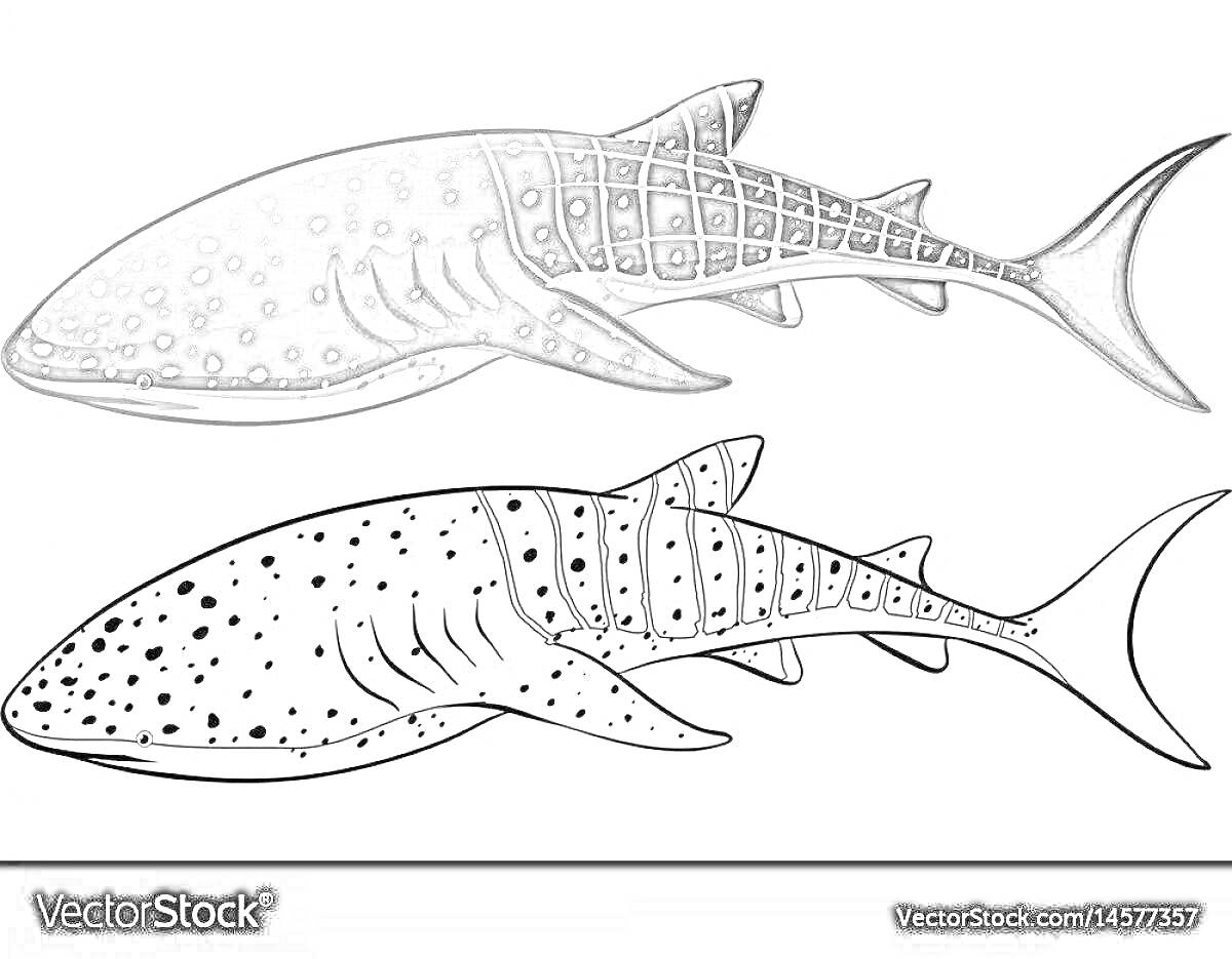 На раскраске изображено: Китовая акула, Морская жизнь, Подводный мир