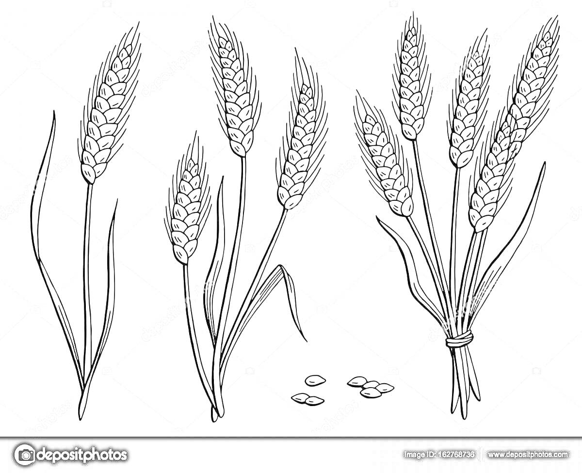 На раскраске изображено: Пшеница, Растения, Сельское хозяйство, Ботаника, Природа