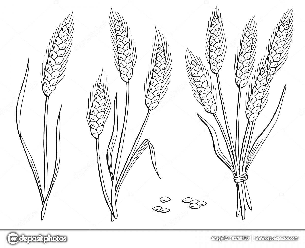 Раскраска Колосья пшеницы с семенами, отдельные и связанные колосья