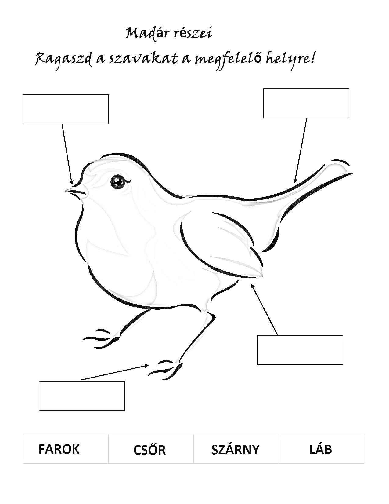 На раскраске изображено: Птица, Строение, Хвост, Клюв