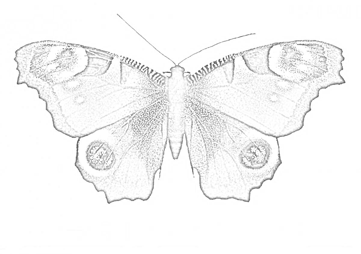 Раскраска Бабочка павлиний глаз с прожилками и круглыми пятнами на крыльях