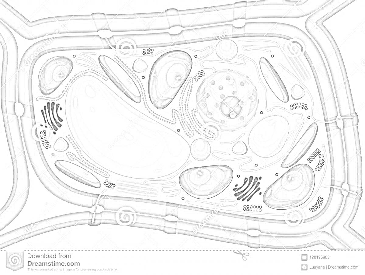 Растительная клетка с обозначением всех органоидов и структур