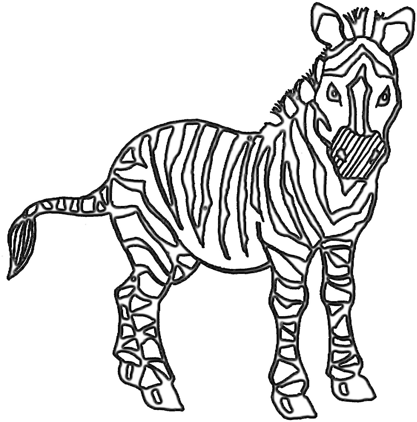 Раскраска Зебра с полосами, стоящая в профиль, с поднятыми ушами, смотрящая прямо