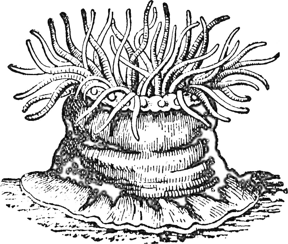Актиния с щупальцами, закрепленная на поверхности