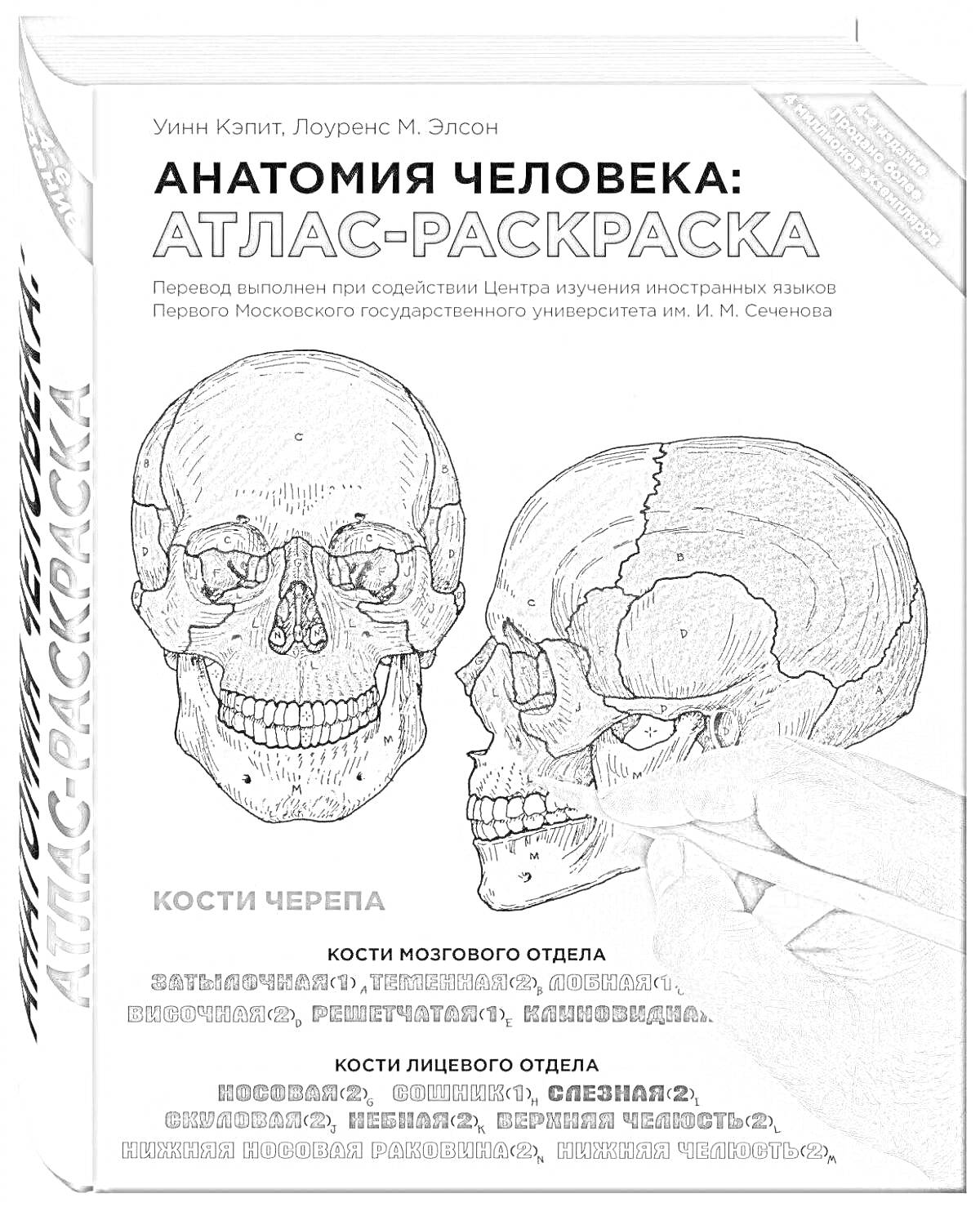 Раскраска Анатомия человека: атлас-раскраска. Кости черепа, кости мозгового отдела, затылочная кость, теменная кость, лобная кость, клиновидная кость, височная кость, кости лицевого отдела, носовые кости, верхняя челюсть, нижняя челюсть, скуловая кость