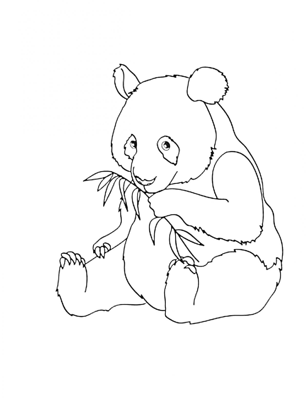 Раскраска Панда, сидящая и поедающая бамбук