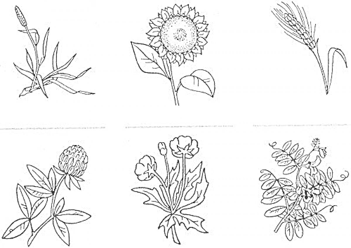 На раскраске изображено: Растения, Пшеница, Клевер, Мак, Горох