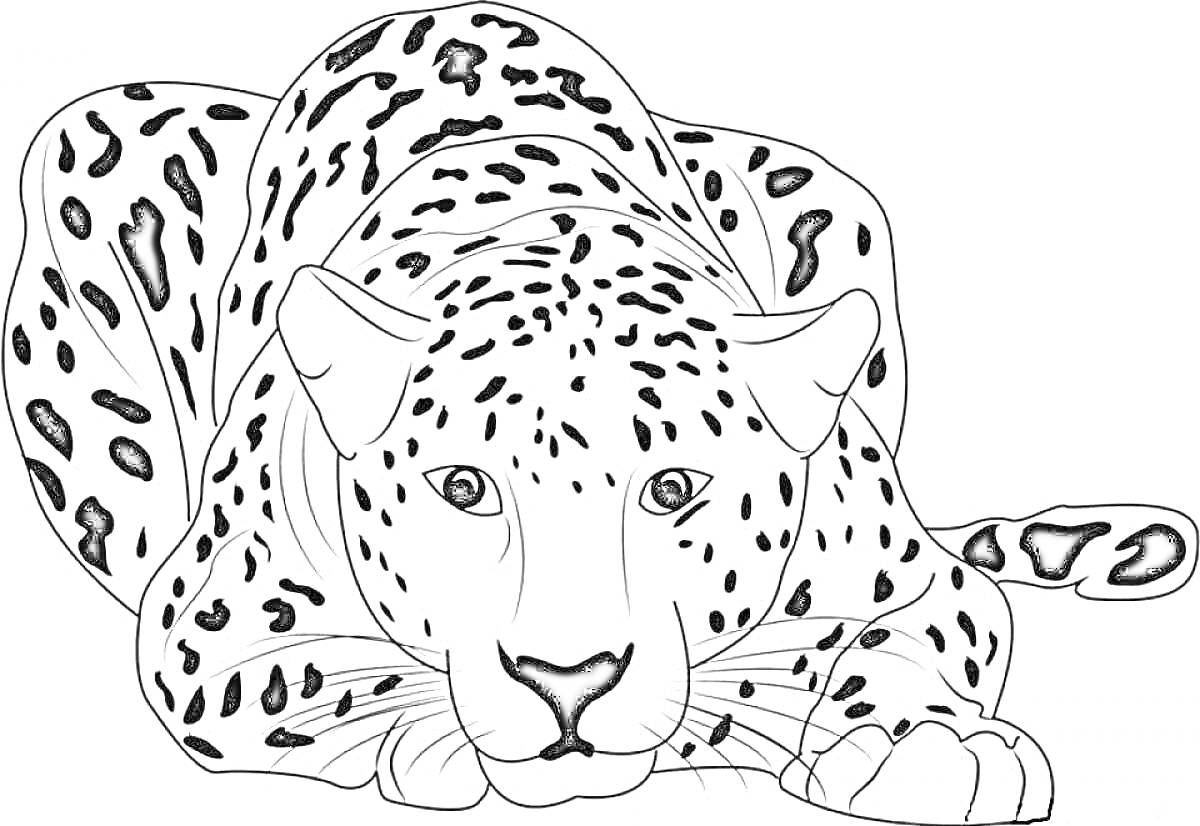 Раскраска Лежащий леопард, вид спереди, крупным планом