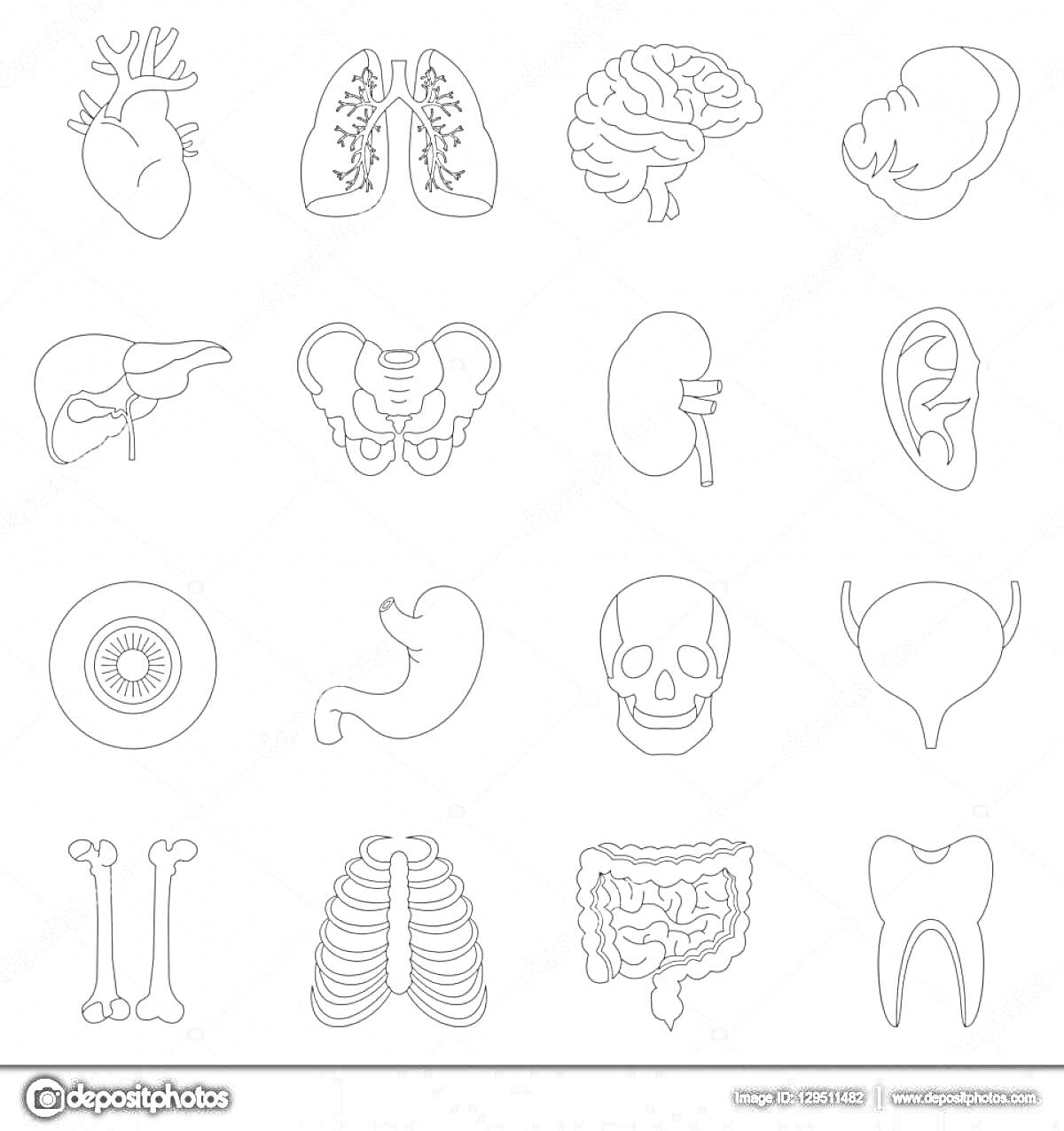 На раскраске изображено: Легкие, Мозг, Печень, Таз, Почка, Ухо, Желудок, Череп, Мочевой пузырь, Кости, Рёбра, Кишечник