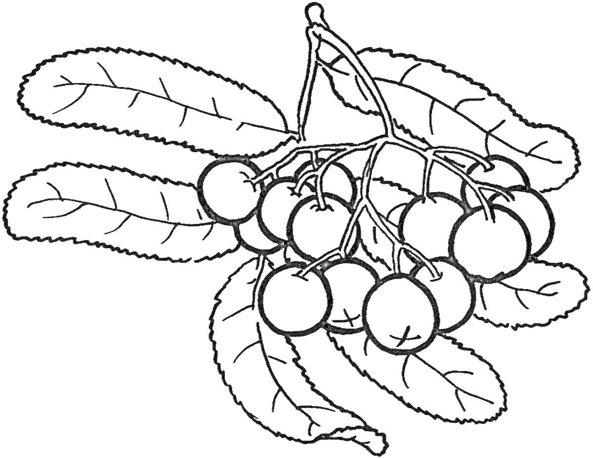 Раскраска Ветка рябины с ягодами и листьями