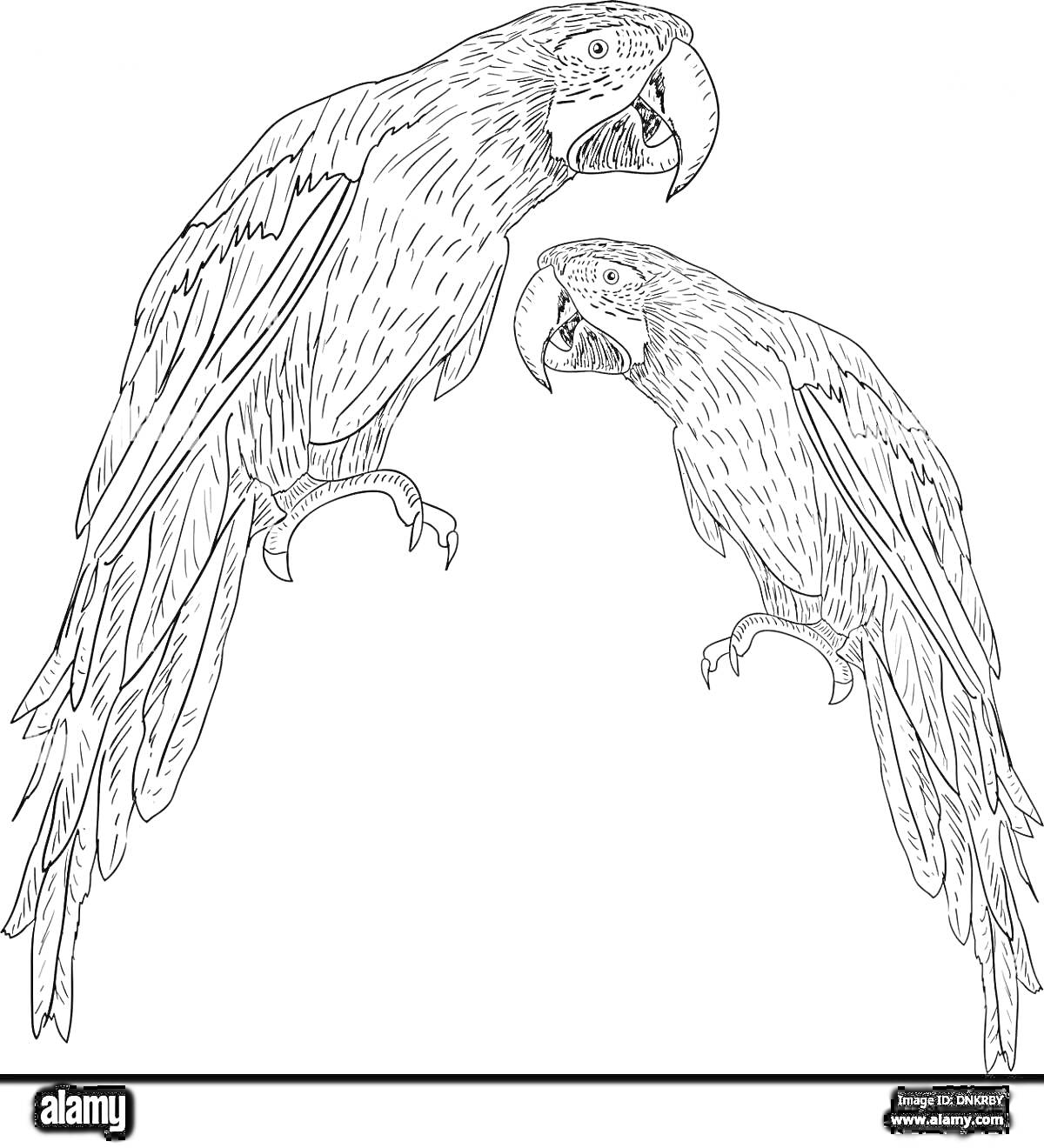 Раскраска Два голубых ара на ветке