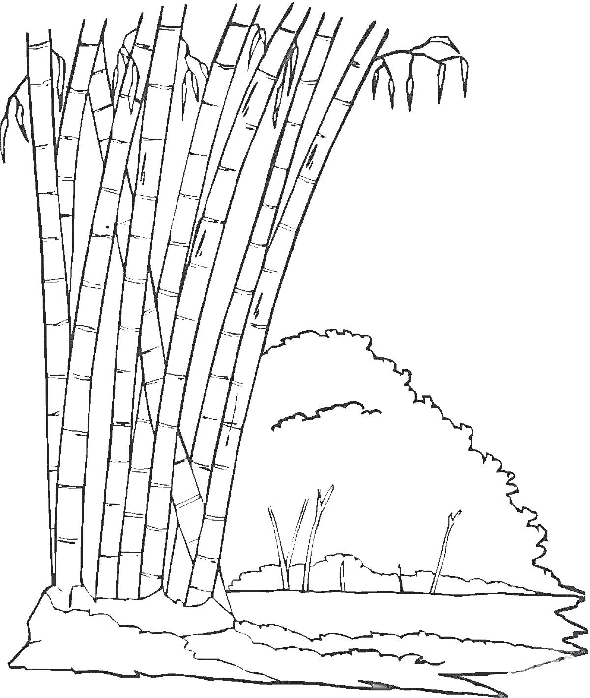 Раскраска Бамбуковая роща в джунглях, кусты на заднем плане
