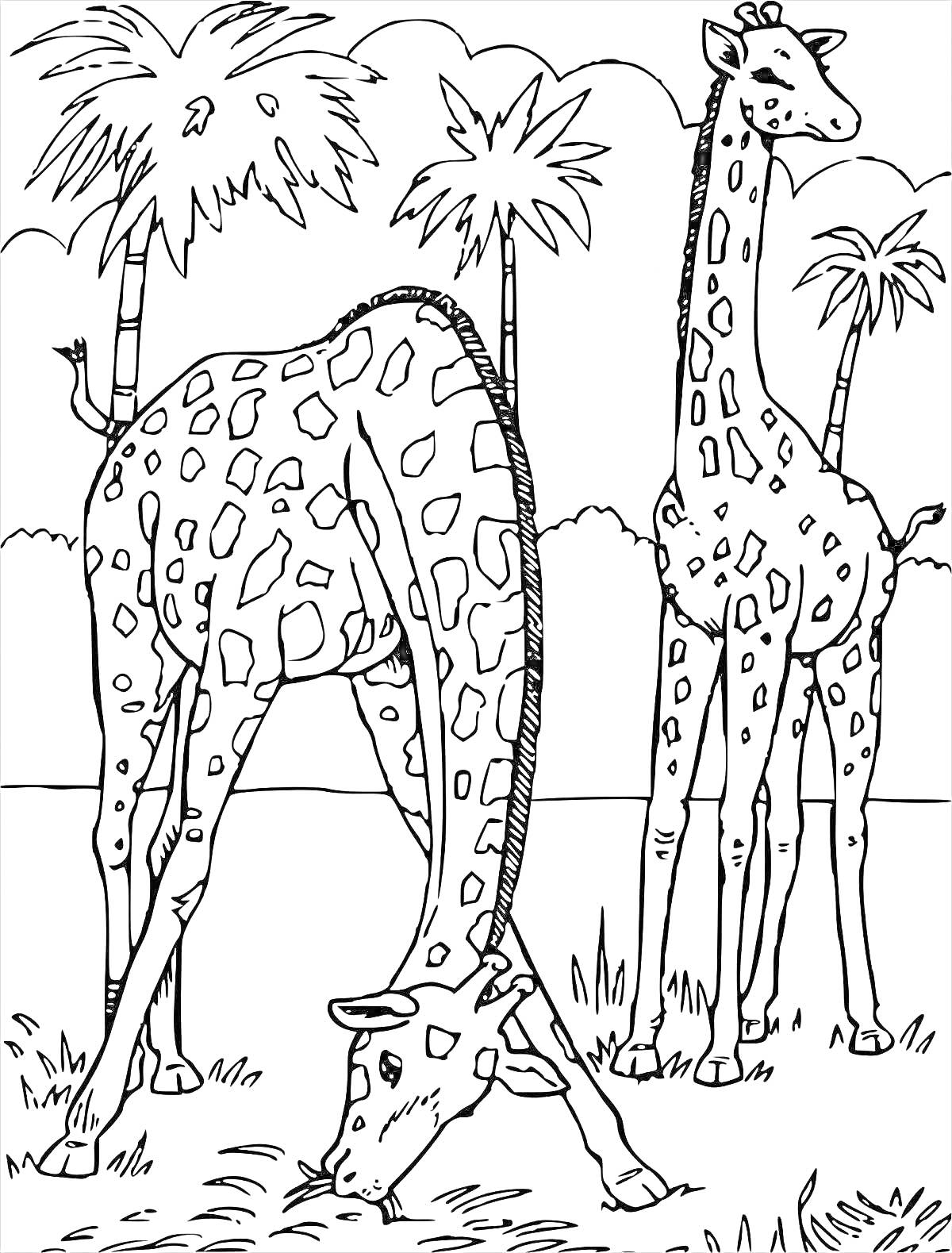 На раскраске изображено: Жирафы, Животные Африки, Пальмы, Саванна, Дикие животные, Природа