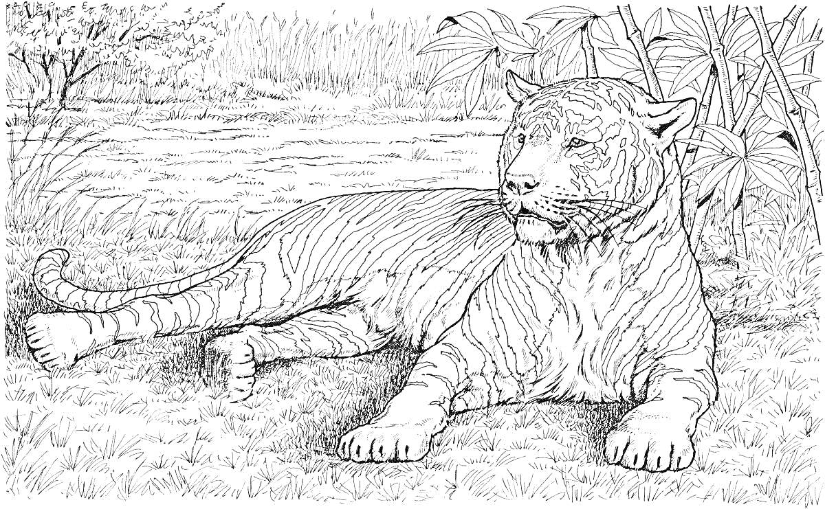 Раскраска Тигр на берегу реки среди растительности