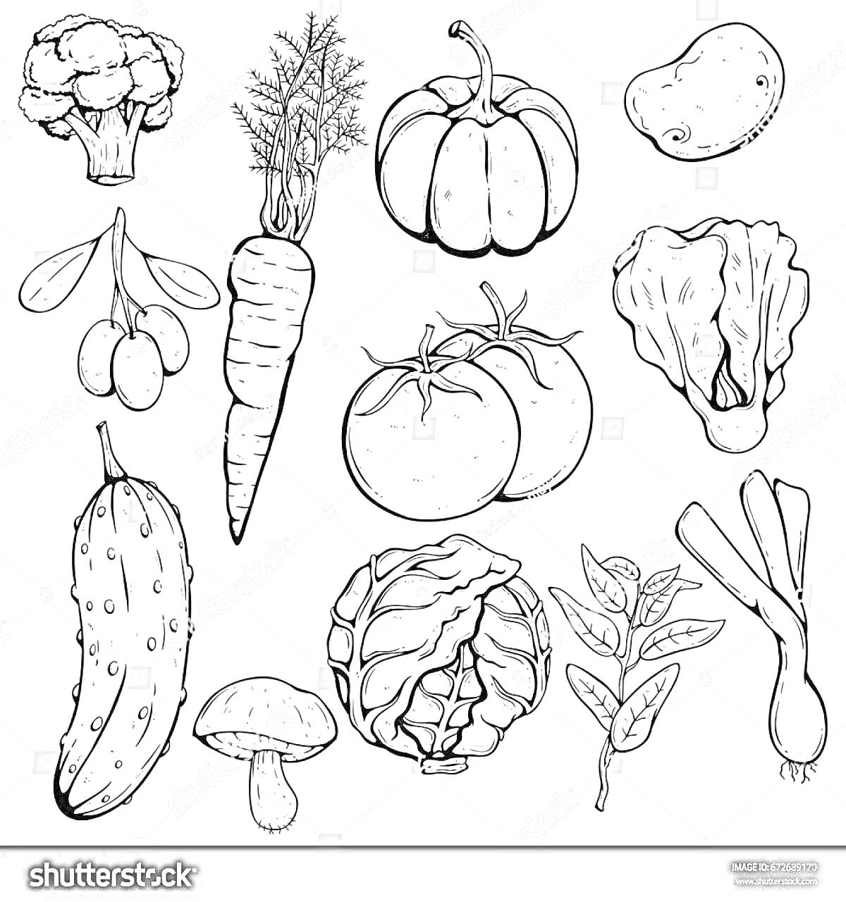 Раскраска Овощи для винегрета: брокколи, оливки, морковь (2 штуки), помидоры (2 штуки), тыква, картофель, огурец, гриб, капуста, зеленый лук