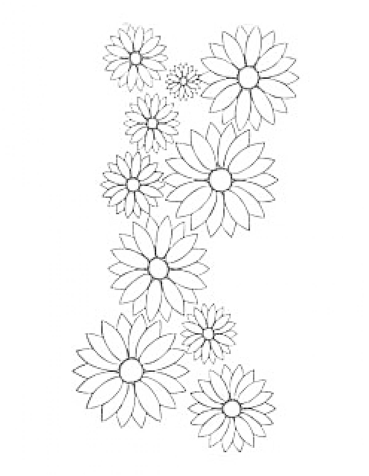 Раскраска с астрами, состоящая из девяти крупных и малых цветков