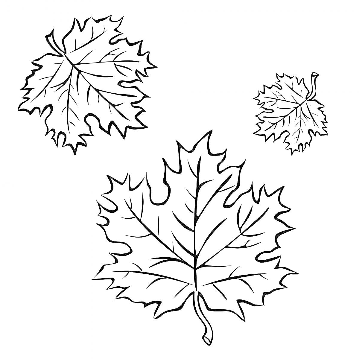 На раскраске изображено: Клен, Листья, Осень, Природа, Ботаника