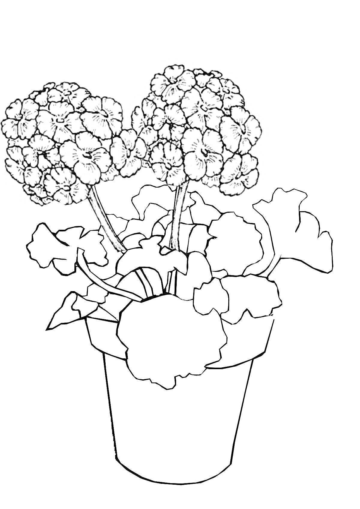 Раскраска Герань в цветочном горшке с цветами и листьями