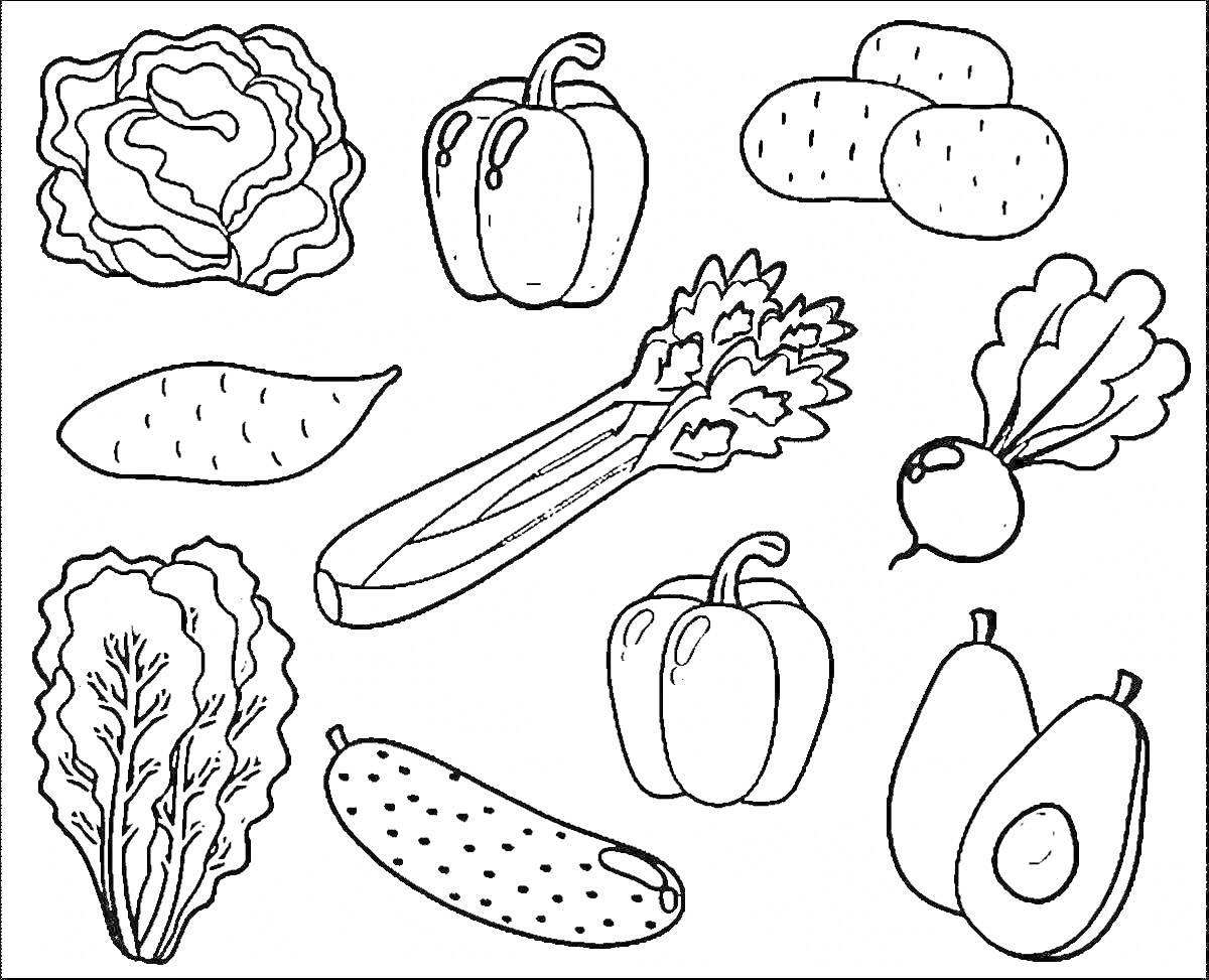 На раскраске изображено: Капуста, Болгарский перец, Картофель, Свекла, Огурец, Авокадо