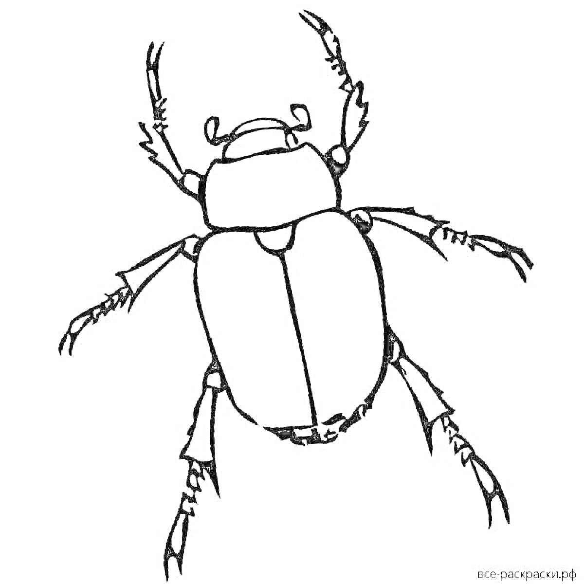 Раскраска Майский жук с детализированными лапками и усиками