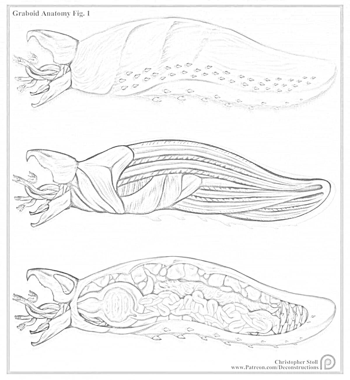 Раскраска Схематическое изображение гигантского червя (3 вида - внешний вид сверху, сбоку и внутреннее строение)