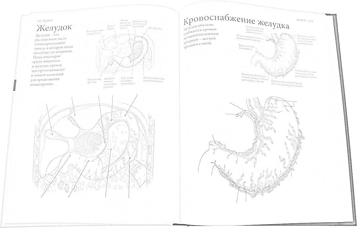Раскраска Обзор желудка с пояснением анатомических деталей, содержащих желудок, сосудистую систему желудка и различные диафрагмы