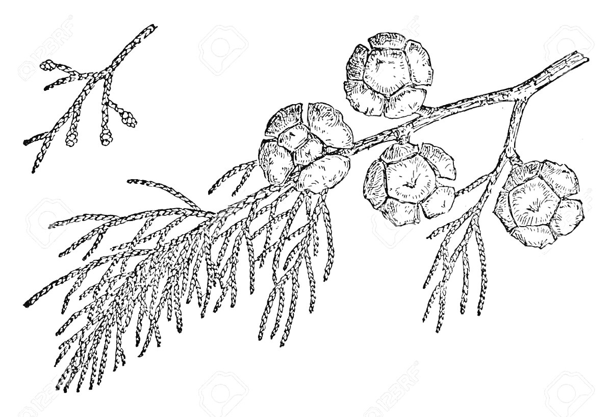 На раскраске изображено: Туя, Ветка, Шишки, Хвоя, Ботаника, Природа