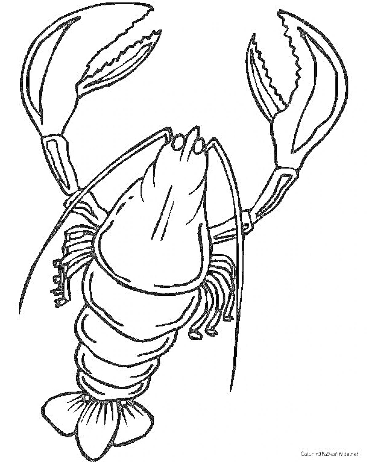 Раскраска Раскраска с изображением лангуста с большими клешнями и детализированным телом