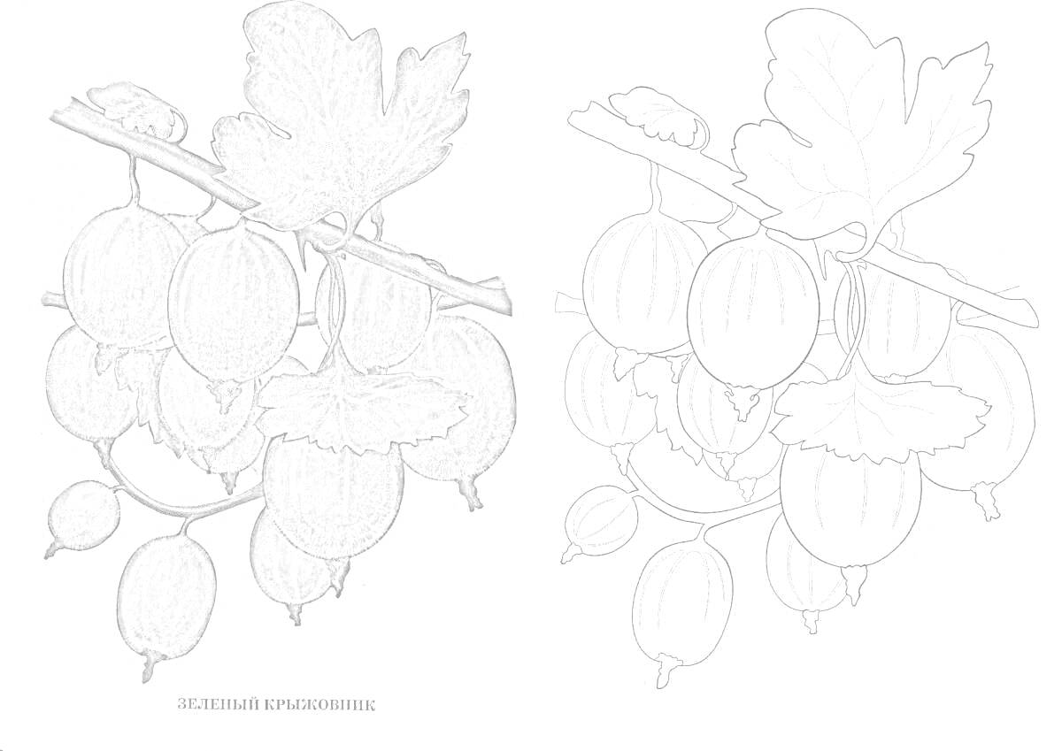 Раскраска Ветка крыжовника с листьями и ягодами
