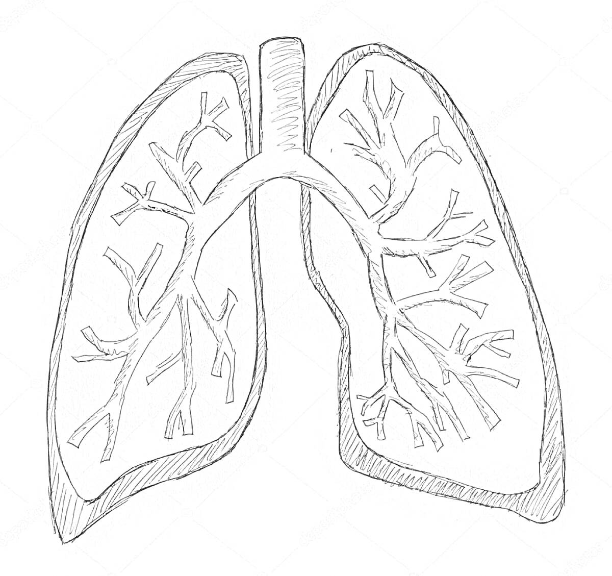 Раскраска Легкие человека с бронхами и бронхиолами, ветвящимися в обеих долях легких